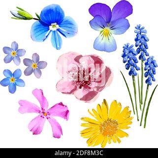 Set von bunten Frühlingsblumen auf weißem Hintergrund isoliert. Abbildung. Stock Vektor
