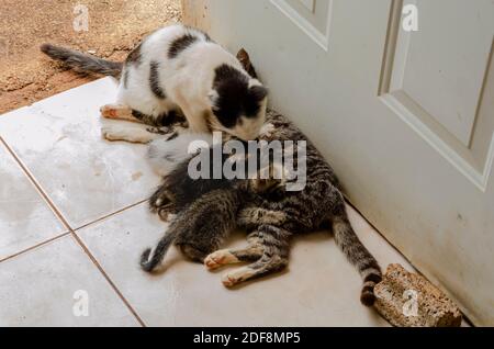 Schwarze Und Weiße Katze Pflegenden Kätzchen Stockfoto