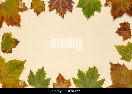 Minimal Herbst Komposition Hintergrund von bunten Ahorn fallen Blätter mit Kopierer Platz für Text. Herbstkonzept. Stockfoto