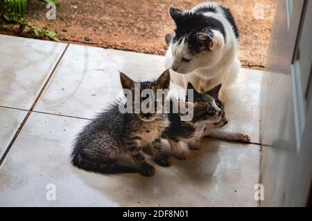 Tabbies Und Ägäische Katzen Zusammen Stockfoto