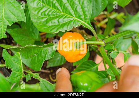 Stiel Aus Scotch Bonnet Pfeffer Stockfoto