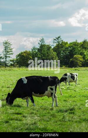 Kühe fressen Gras auf sonnigen Weiden Stockfoto