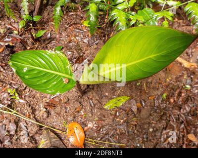 Der Regenwald von Costa Rica. Bananenblätter und andere großblättrige Pflanzen wachsen auf dem Boden des tropischen Waldes. Stockfoto