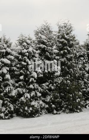 Schnee bedeckt Nadelbäume im Hintergrund des Himmels und des Bodens im Winter in Litauen. Vertikale Ansicht Stockfoto