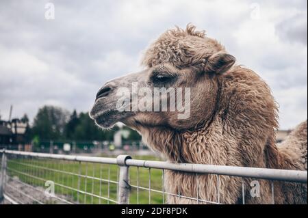 Nahaufnahme des lustigen Baktrian Kamels im Karelia Zoo. Hairy Kamel in einem Stift mit langen hellbraunen Fell Wintermantel, um sie warm zu halten mit zwei Höcker in Gefangenschaft für Unterhaltung. Stockfoto