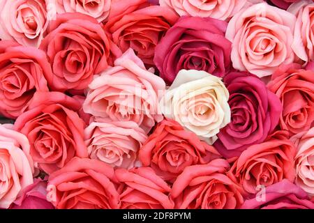 Ein Bündel von künstlichen, aber sehr lebensecht Stoff Rosen zum Verkauf in einem Geschäft in Peking, China Stockfoto