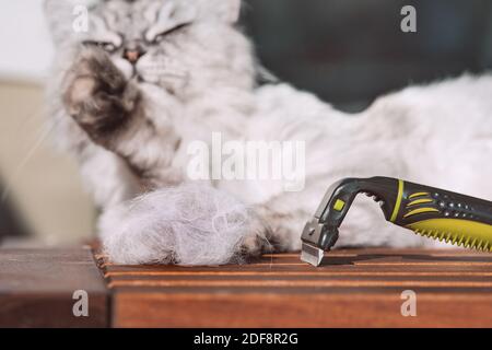 Kämmen lustige graue Katze mit furminatoror. Tierpflege, Pflege. Katze mit einem Haufen Katzenhaar nach dem Kämmen. Katzenallergie Stockfoto