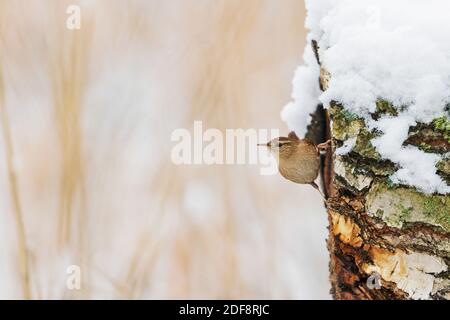 Kleiner Vogelzack sitzt auf einem verschneiten Baumstumpf Stockfoto