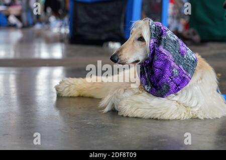 Russische Barsoi auf dem Steinboden Hallenhalle, violette Schal über Kopf, während Hund Show Contest Stockfoto