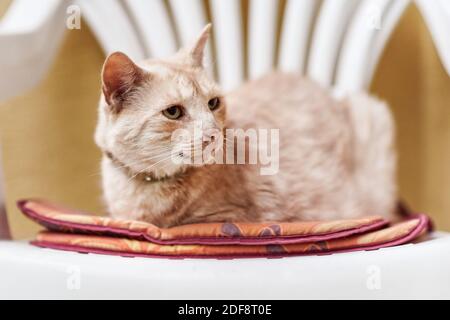 Schläfrige beige Katze sitzt auf weißem Plastikstuhl Stockfoto