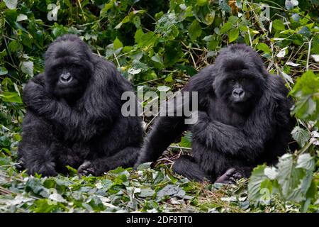 Zwei Bruder BERGGORILLAS (Gorilla beringei beringei) Der KWITONDA GRUPPE in VULKANEN NATIONALPARK entspannen Ein Nest - RUANDA Stockfoto