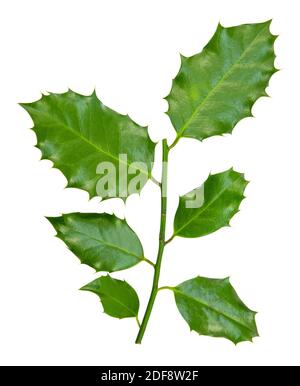 Ein Zweig von Holly Blätter für Weihnachten isoliert vor einem weißen Hintergrund. Stockfoto