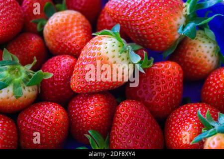 Nahaufnahme von frisch geerntet vom Bauernhof saftig und hell Rote Erdbeeren mit grünen Stielen aus Deutschland Stockfoto