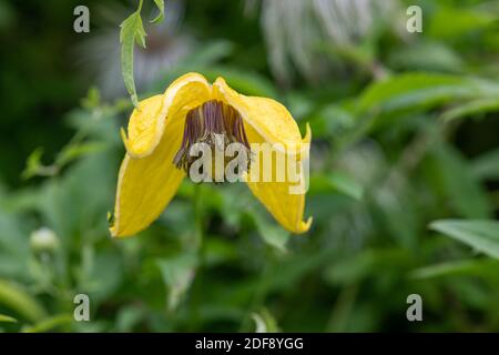 Nahaufnahme einer goldenen Tiara clematis (clematis tangutica) Blume in Blüte Stockfoto