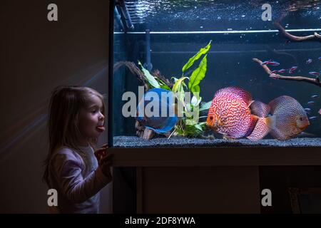 2-3-jähriges Kind, das Fische beim Schwimmen im großen Aquarium beobachtet. Stockfoto