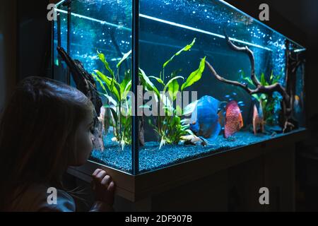 2-3-jähriges Kind, das Fische beim Schwimmen im großen Aquarium beobachtet. Stockfoto