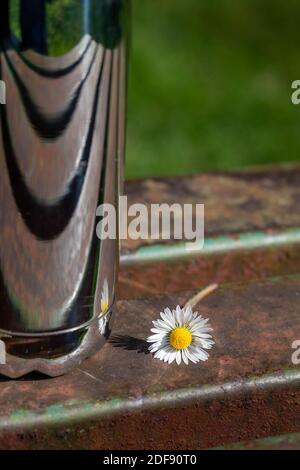 Frisch gepflückte Gänseblümchen auf einer Parkbank platziert und reflektiert In einer glänzenden Getränkeflasche Stockfoto