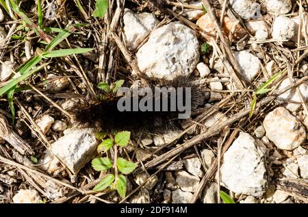 Schwarz Hairy Caterpillar Auf Dem Boden Stockfoto