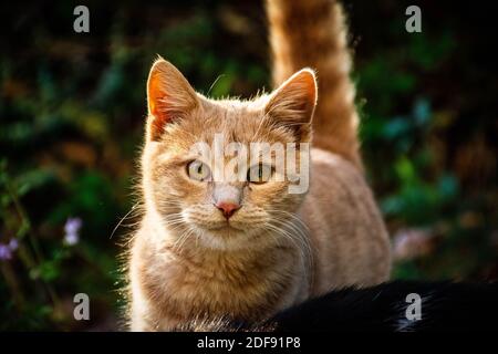 Gelbe Katze im Gras Stockfoto