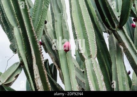 Peruanischer Apfel Auf Kaktuspflanze Stockfoto