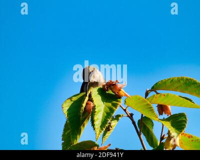Rubinkehliger Kolibri, der auf der Baumspitze thront und seinen Kopf dreht Zur Seite hin zu einem grünen Blatt, das sein irisierendes Blatt zeigt Grüne und weiße Federn wit Stockfoto