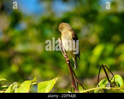 American Goldfinch Vogel Weibchen auf der Spitze der Pflanze Stem thront Kopf in ein wenig in der Morgensonne auf versteckt Ein Sommertag mit grünem Wald Stockfoto
