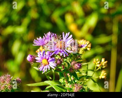 New England Aster Wildflower Nahaufnahme Makro von lila Blumen mit Gelbe Zentren in einem Prairie Feld hübsche Daisy Life Blume Stockfoto