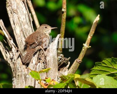 Haus Wren Vogel sitzt in Dead Tree Trunk mit Grün Laub im Hintergrund verschwommen Stockfoto