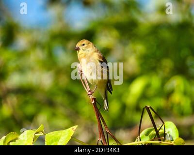 Goldfinch Weibliche Vogel auf Pflanze Stem in frühen Morgen thront Sonne mit grünem Laub im Hintergrund verschwommen Stockfoto