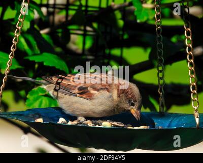 Haus Sperling Vogel sitzt in einer Plattform Vogelfutterhäuschen Essen Vogelsaat an einem Sommertag mit grünem Laub Hintergrund Stockfoto