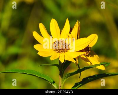 Zwei Blüten von coreopsis oder Tickseed Gänseblümchen-ähnliche Wildblumen Nahaufnahme Makro Mit gelben Blütenblättern, die in der Sonne und eine Sekunde leuchten Blühen Sie zur Seite Stockfoto