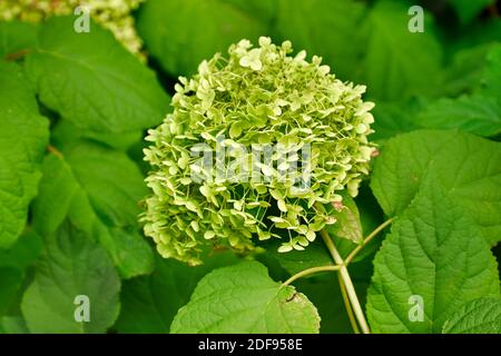 Grün und Weiß Hydrangea Blüte Nahaufnahme unter großen Dunkeln Grüne Blätter Stockfoto