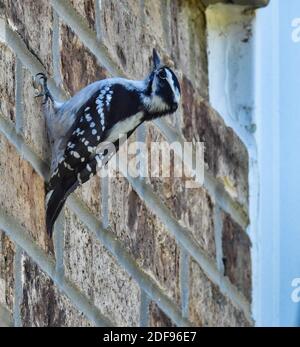 Flauschspecht Vogel hängt an der Seite eines Ziegels Gebäude Stockfoto