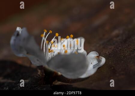 Single Wood Anemone Blumenkopf auf einer Parkbank Stockfoto