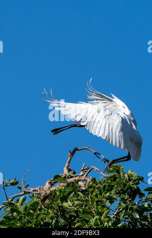 Royal Spoonbill (Platalea regia) in der Hochzeitregung Gefieder Abheben von der Roosting Barch. Queensland Australien Stockfoto