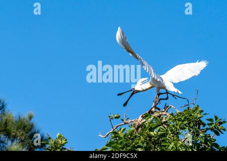 Royal Spoonbill (Platalea regia) in der Hochzeitregung Gefieder Abheben von der Roosting Barch. Queensland Australien Stockfoto