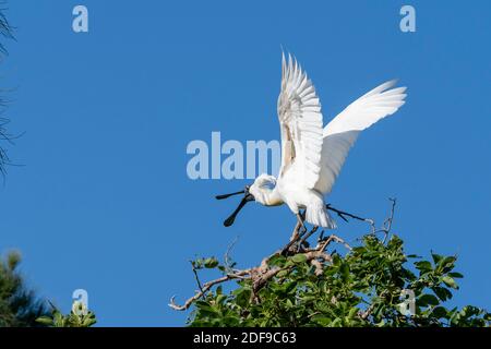 Royal Spoonbill (Platalea regia) in der Hochzeitregung Gefieder Abheben von der Roosting Barch. Queensland Australien Stockfoto