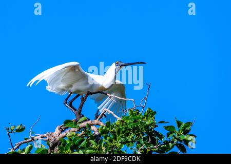 Royal Spoonbill (Platalea regia) in der Hochzeitregung Gefieder Abheben von der Roosting Barch. Queensland Australien Stockfoto