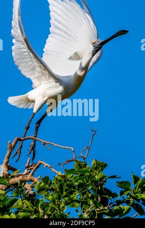 Royal Spoonbill (Platalea regia) in der Hochzeitregung Gefieder Abheben von der Roosting Barch. Queensland Australien Stockfoto