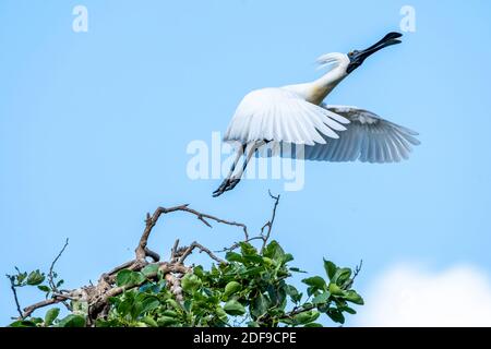 Royal Spoonbill (Platalea regia) in der Hochzeitregung Gefieder Abheben von der Roosting Barch. Queensland Australien Stockfoto