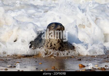Kegelrobben - Halichoerus grypus Stockfoto