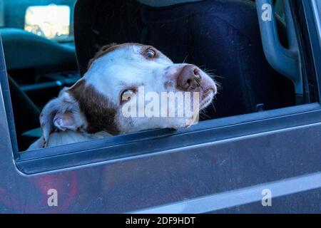Ausdrucksstarker Hund im Autofenster, Stockfoto