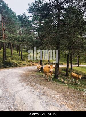 Eine Herde von braunen Kühen grasen im Tannenwald, Vizcaya / Biscaya, Spanien Stockfoto