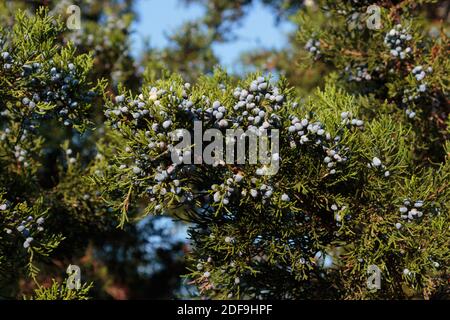 Trauben von reifen Wacholderbeeren, Samenkegel von Nadelbäumen Wacholderbäume produziert, auf Ästen im Sonnenschein mit einem blauen Himmel im Hintergrund Stockfoto