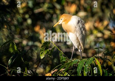 Kuhreiher (Bubulcus ibis) im Zuchtgefieder auf Ast sitzend. Queensland Australien Stockfoto