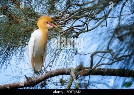 Kuhreiher (Bubulcus ibis) im Zuchtgefieder auf Ast sitzend. Queensland Australien Stockfoto