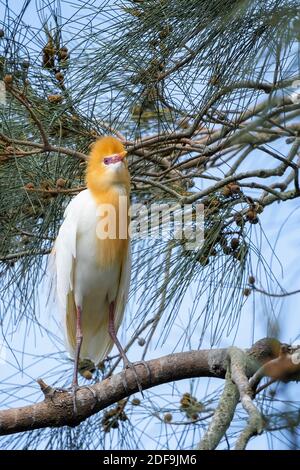 Kuhreiher (Bubulcus ibis) im Zuchtgefieder auf Ast sitzend. Queensland Australien Stockfoto