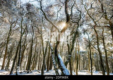 Schnee und Bäume im Winterwald, Peak District, Derbyshire, Großbritannien Stockfoto