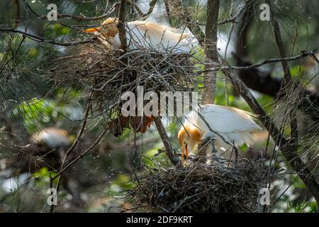 Kuhreiher (Bubulcus ibis) im Brutgefieder auf Nest mit Küken sitzend. Queensland Australien Stockfoto