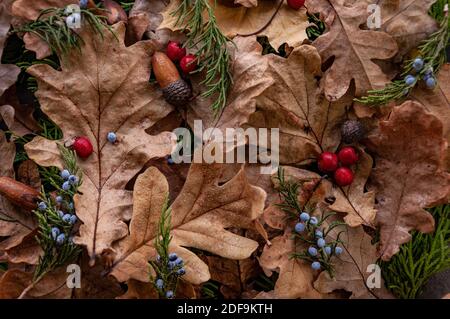 Gefallene Eichenblätter mit Tau. Herbst Eichenblätter.Wassertropfen auf Herbst Eichenblätter Nahaufnahme. Stockfoto